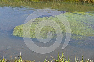 Alga in Hohlerbaechle near Schwarzach, drainage canal for fields