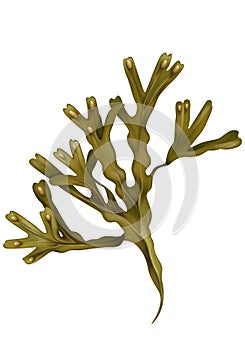 Alga illustration.