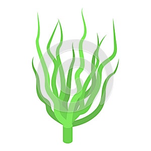 Alga plant icon isometric vector. Spirulina food photo