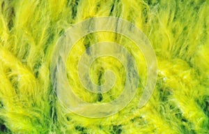 Alga, seaweed photo