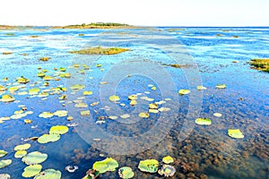 Alga and weed in lagoons