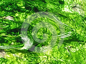 Algae