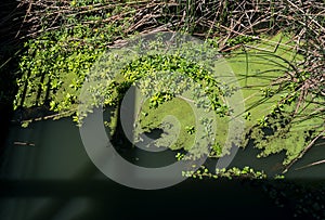 Algae along the marina walkway