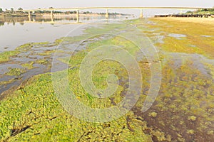 Algae along the Mekong River