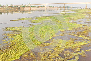 Algae along the Mekong River.