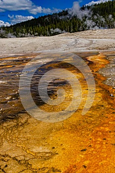 Algae-bacterial mats. Hot thermal spring, hot pool in the Yellowstone NP