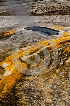 Algae-bacterial mats. Hot thermal spring, hot pool in the Yellowstone NP