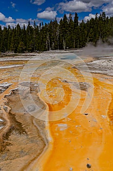 Algae-bacterial mats. Hot thermal spring, hot pool in the Yellowstone NP