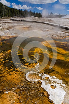 Algae-bacterial mats. Hot thermal spring, hot pool in the Yellowstone NP