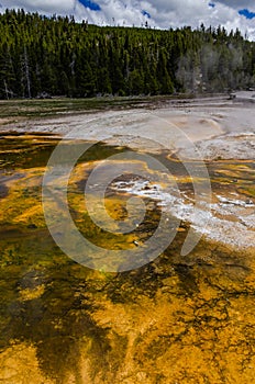 Algae-bacterial mats. Hot thermal spring, hot pool in the Yellowstone NP