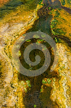 Algae-bacterial mats. Hot thermal spring, hot pool in the Yellowstone NP