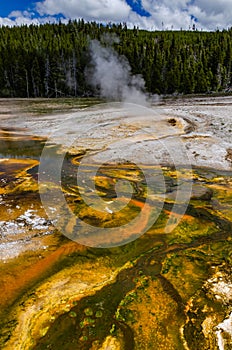 Algae-bacterial mats. Hot thermal spring, hot pool in the Yellowstone NP