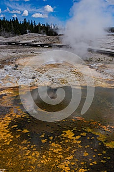 Algae-bacterial mats. Hot thermal spring, hot pool in the Yellowstone NP