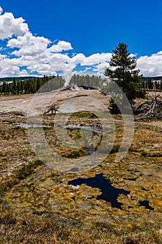 Algae-bacterial mats. Hot thermal spring, hot pool in the Yellowstone NP