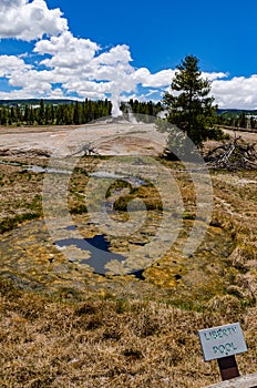 Algae-bacterial mats. Hot thermal spring, hot pool in the Yellowstone NP