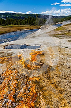 Algae-bacterial mats. Hot thermal spring, hot pool in the Yellowstone NP