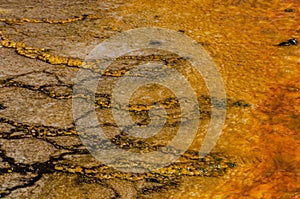 Algae-bacterial mats. Hot thermal spring, hot pool in the Yellowstone NP. USA