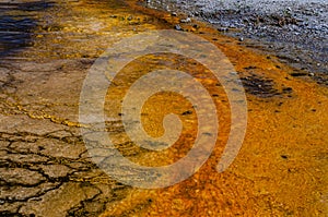 Algae-bacterial mats. Hot thermal spring, hot pool in the Yellowstone NP. USA