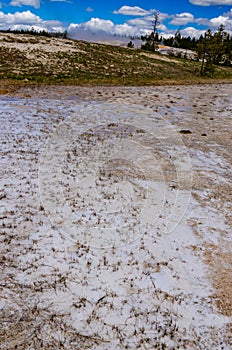 Algae-bacterial mats. Hot thermal spring, hot pool in the Yellowstone NP. Wyoming, US