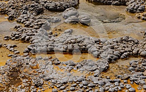 Algae-bacterial mats. Hot thermal spring, hot pool in the Yellowstone NP. Wyoming, US