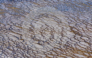 Algae-bacterial mats. Hot thermal spring, hot pool in the Yellowstone NP. Wyoming, US