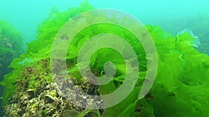 Algae of the Black Sea. Green algae Ulva, Enteromorpha on the seabed in the Black Sea
