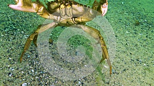 Algae of the Black Sea. Green algae Ulva, Enteromorpha on the seabed in the Black Sea