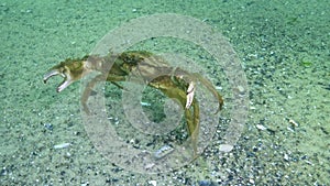 Algae of the Black Sea. Green algae Ulva, Enteromorpha on the seabed in the Black Sea