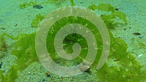 Algae of the Black Sea. Green algae Ulva, Enteromorpha on the seabed in the Black Sea