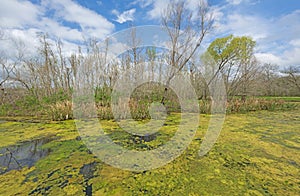 Algae Blloom Coverring a Wetland Pond in the Spring Sun