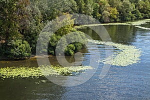 Algae bloom on the river. Water pollution of rivers and lakes by harmful algal blooms