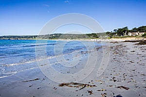 Algae brought to shore on Carmel State Beach on a sunny day, Carmel-By-The-Sea, Monterey Peninsula, California