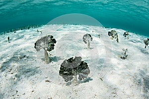 Algae in the Caribbean Sea