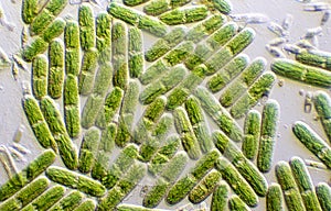 Algae carpet of green algae