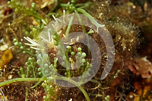 Algae Caulerpa cylindracea on Mljet