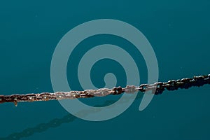 Algae chain under the turquiose sea water