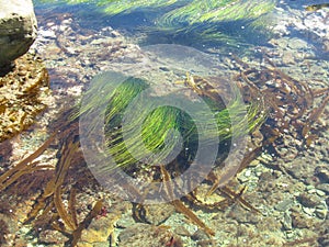 Algae in clear sea water 6753