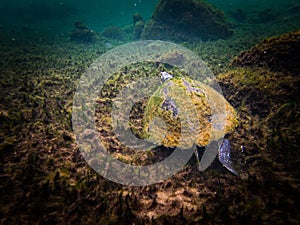 Algae-covered freshwater river turtle swims off through the clear waters of Troy Springs State Park, Florida