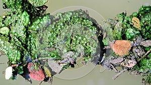 Algae covered leaves floating on planktonic water