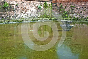 Algae covered pond