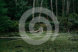 Algae covered pond in the forest