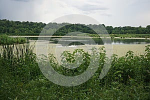 algae covered pond in Illinios 2016