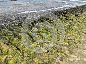 Algae covered rocks along shore of Wainiha Bay Park Beach