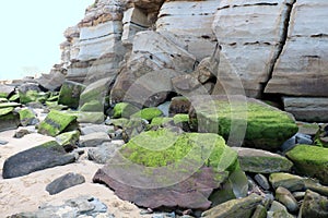 Algae Covered Rocks at the Base of a Cliff