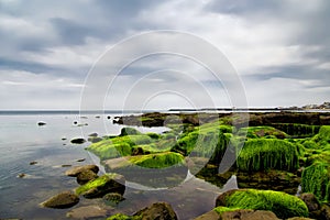 Algae Covered Rocks at Lyme Regis