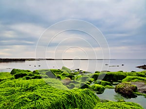 Algae Covered Rocks - Lyme Regis