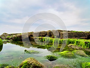 Algae Covered Rocks - Lyme Regis