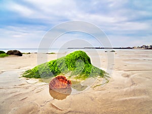 Algae Covered Rocks - Lyme Regis