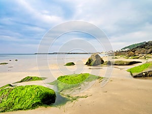 Algae Covered Rocks - Lyme Regis