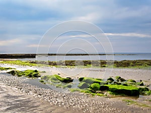 Algae Covered Rocks - Lyme Regis